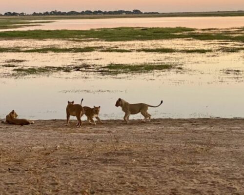 Chobe 1