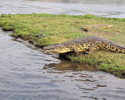 Chobe 2