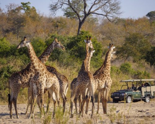 Game viewing at Jock (17) (Medium)
