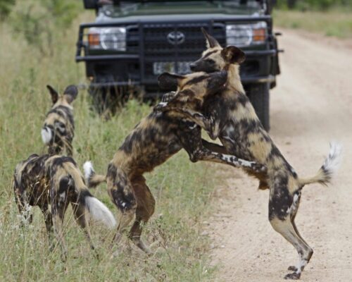 Game viewing at Jock (Medium)