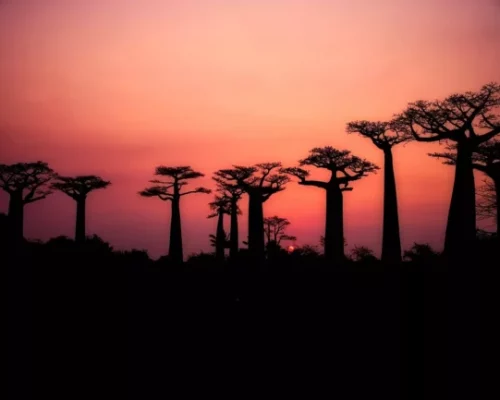 MADAGASCAR -Baobab