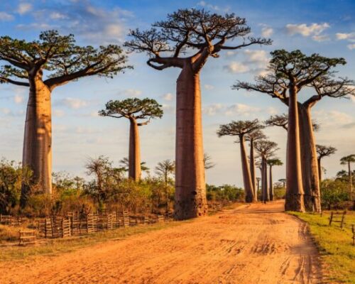 MADAGASCAR - Baobabs