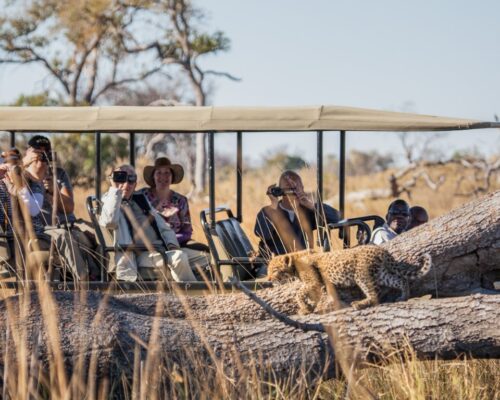 Pom Pom Camp - Game Drive - 2 (Medium)