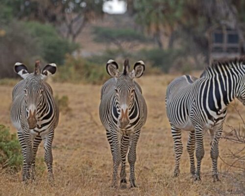 Samburu 1