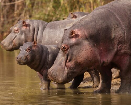 Shamwari Private Game Reserve (Medium)