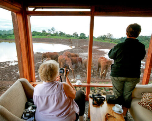 The Ark 1