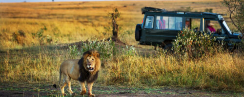 Beautiful lion with a safari car in the background in Kenya, Africa