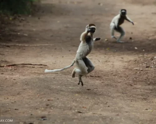 madagascar lemurs 1