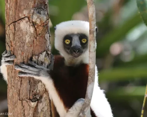 madagascar lemurs 2